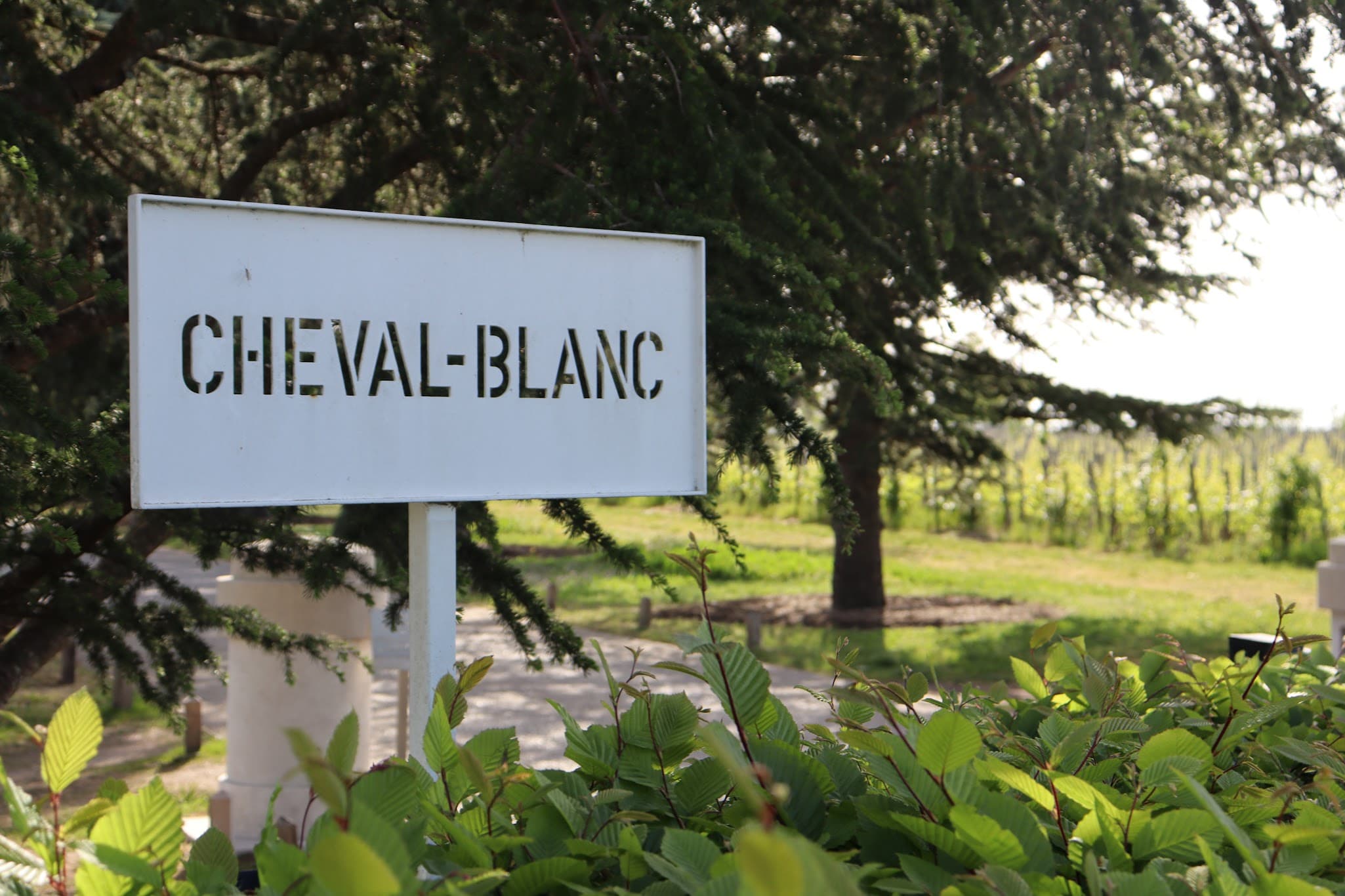 Vineyard at Chateau Cheval Blanc, Saint-Emilion